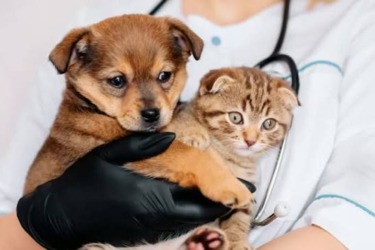The Connection Between Preventive Care And Pet Longevity