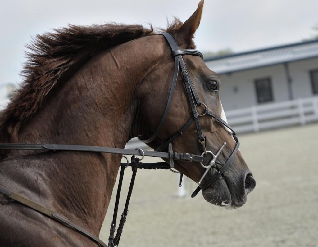 Running a Commercial Horse Ranch: Tips and Strategies