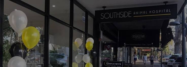 How a Local Gymea Vet Becomes the First Call When Something Feels Wrong