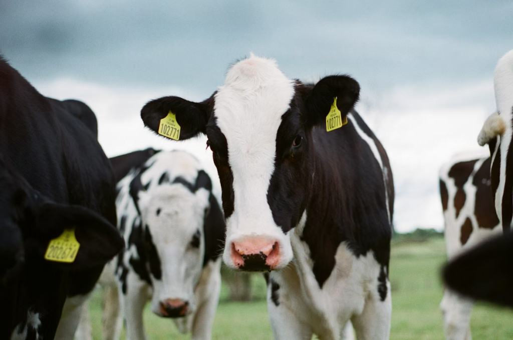 Supporting Local Producers: The Story of Dairy Farmers Milk