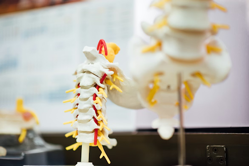The Benefits of Regular Spinal Checkups for Adults and Seniors